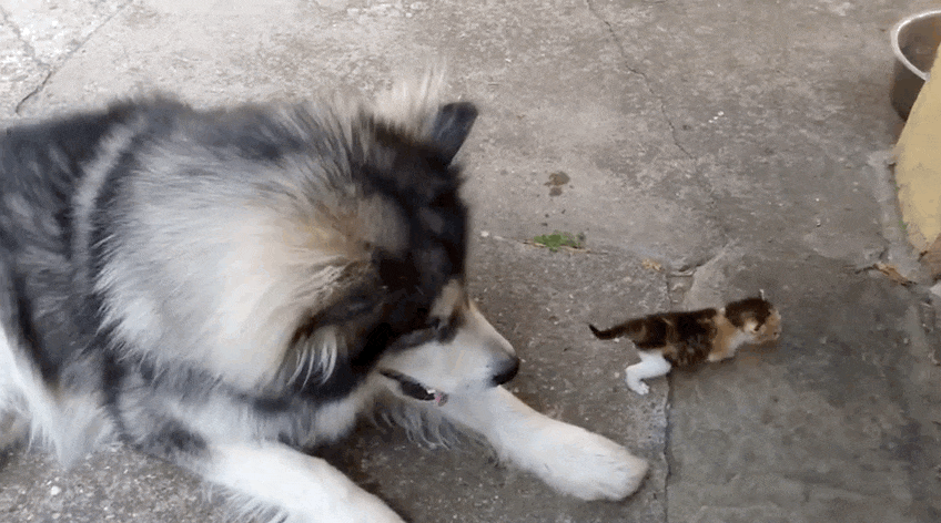 Big Dog Has The Best Reaction To Meeting Tiny Orphaned Kitten