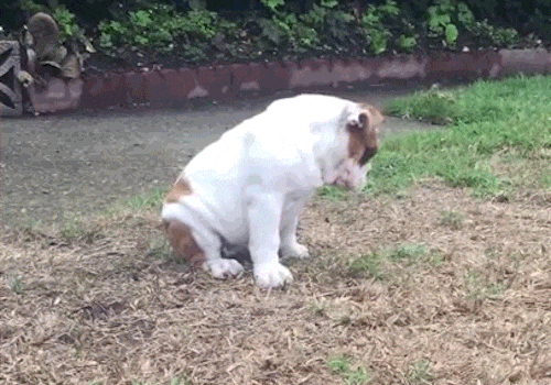 Tiny Bulldog Has Mind Blown By First Encounter With Rain