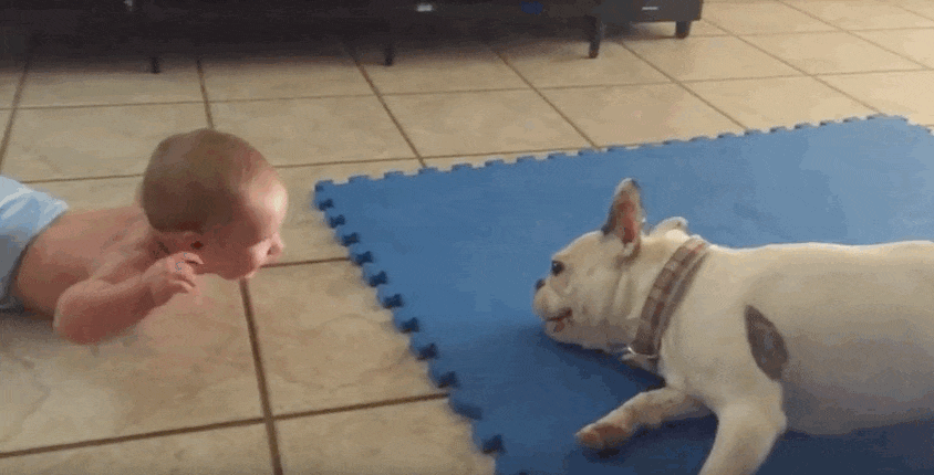 Frenchie Will Do Anything To Make His Baby Laugh