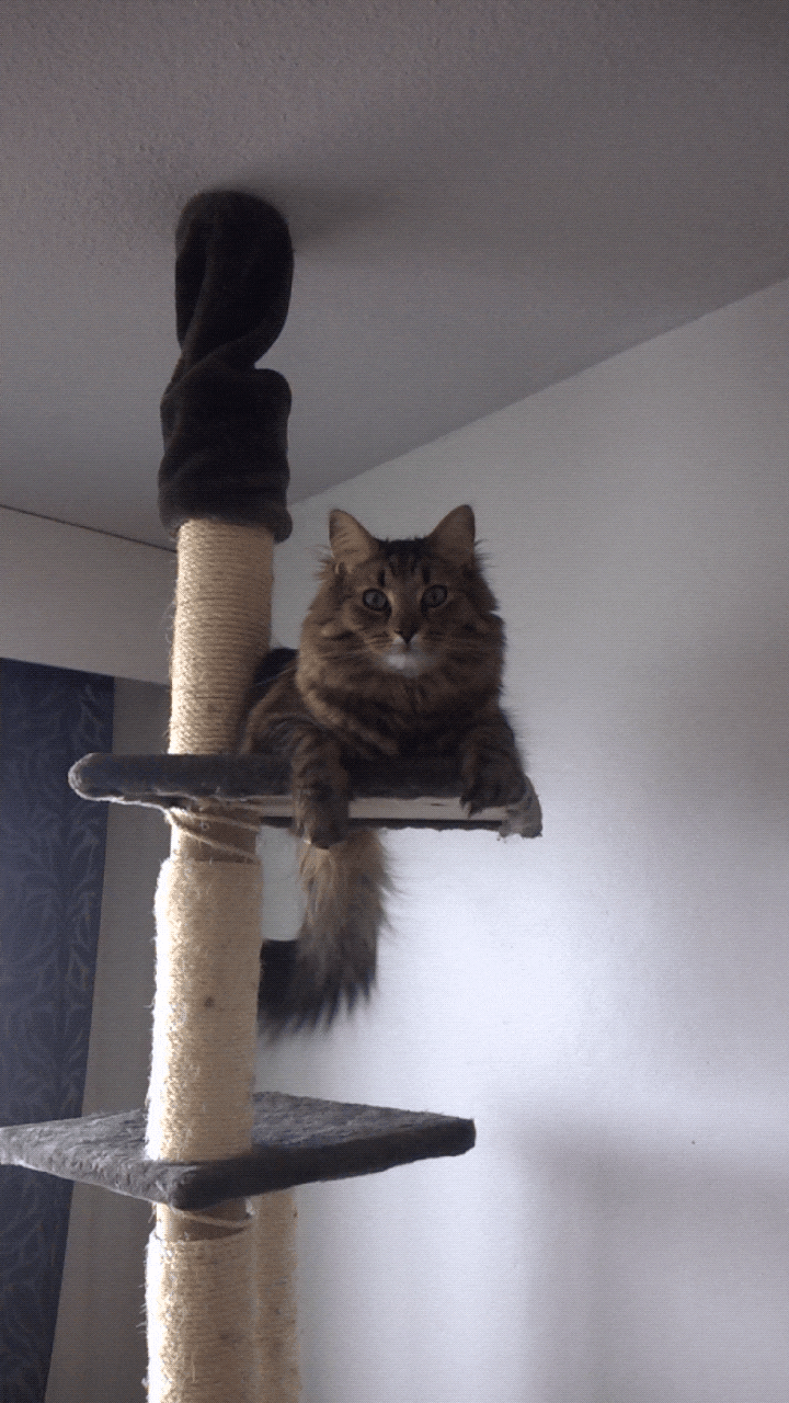 Cats Are Totally Better Than People. Here's Why.