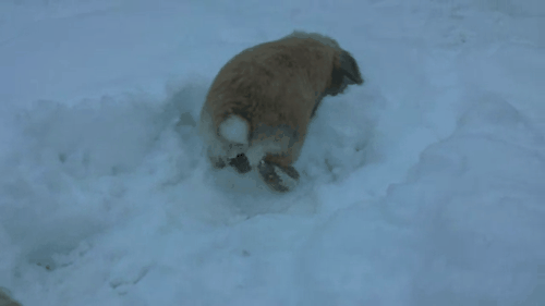 Let These 9 Snow Bunnies Explain Why Snow Days Are The Best Days