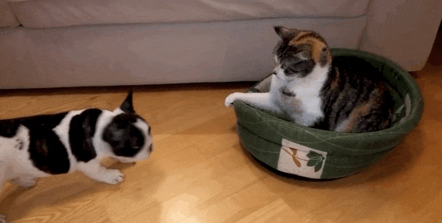 Baffled Puppy Just Can't Comprehend Why Cat Stole His Bed