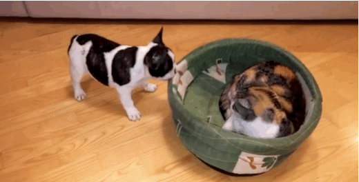 Baffled Puppy Just Can't Comprehend Why Cat Stole His Bed