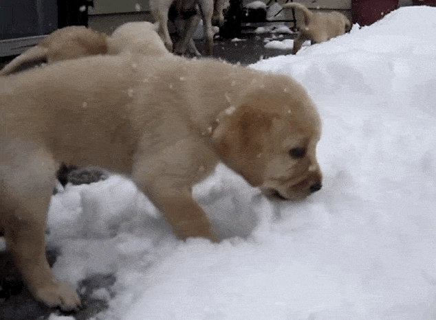 12 Puppies Investigate Snow And Decide It's The