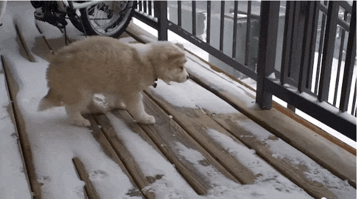 12 Puppies Investigate Snow And Decide It's The Greatest Thing Ever