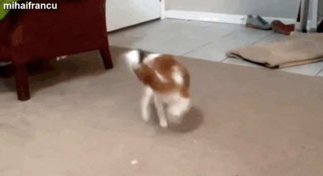 11 Pets Who Don't Trust Their Tails For One Minute