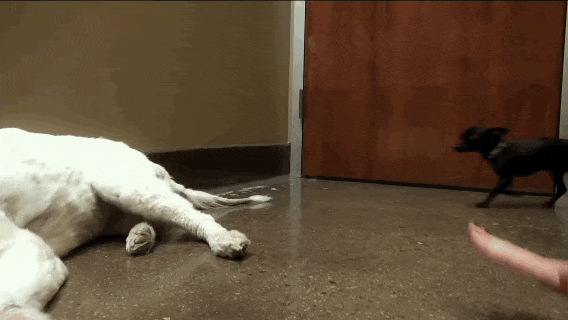 Dog Found In Pile of Garbage Finds A Friend Who Gets It