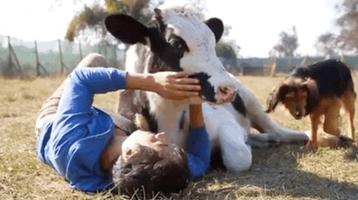 Sleeping cattle Stock Videos & Footage HD and 4K.