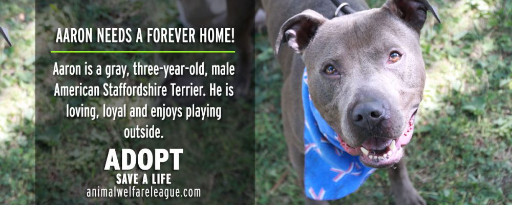 Dog Adoption Chicago AdoptaDog Program Chicago Wolves