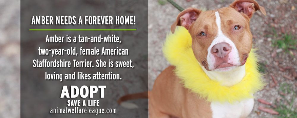 Dog Adoption Chicago AdoptaDog Program Chicago Wolves
