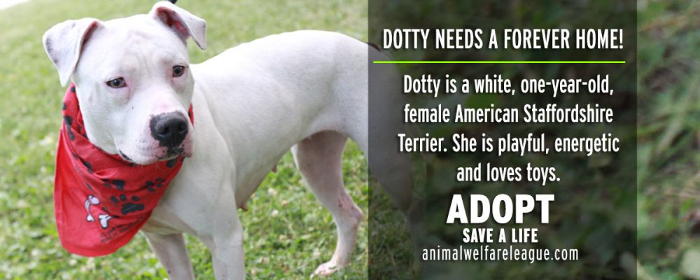 Dog Adoption Chicago AdoptaDog Program Chicago Wolves