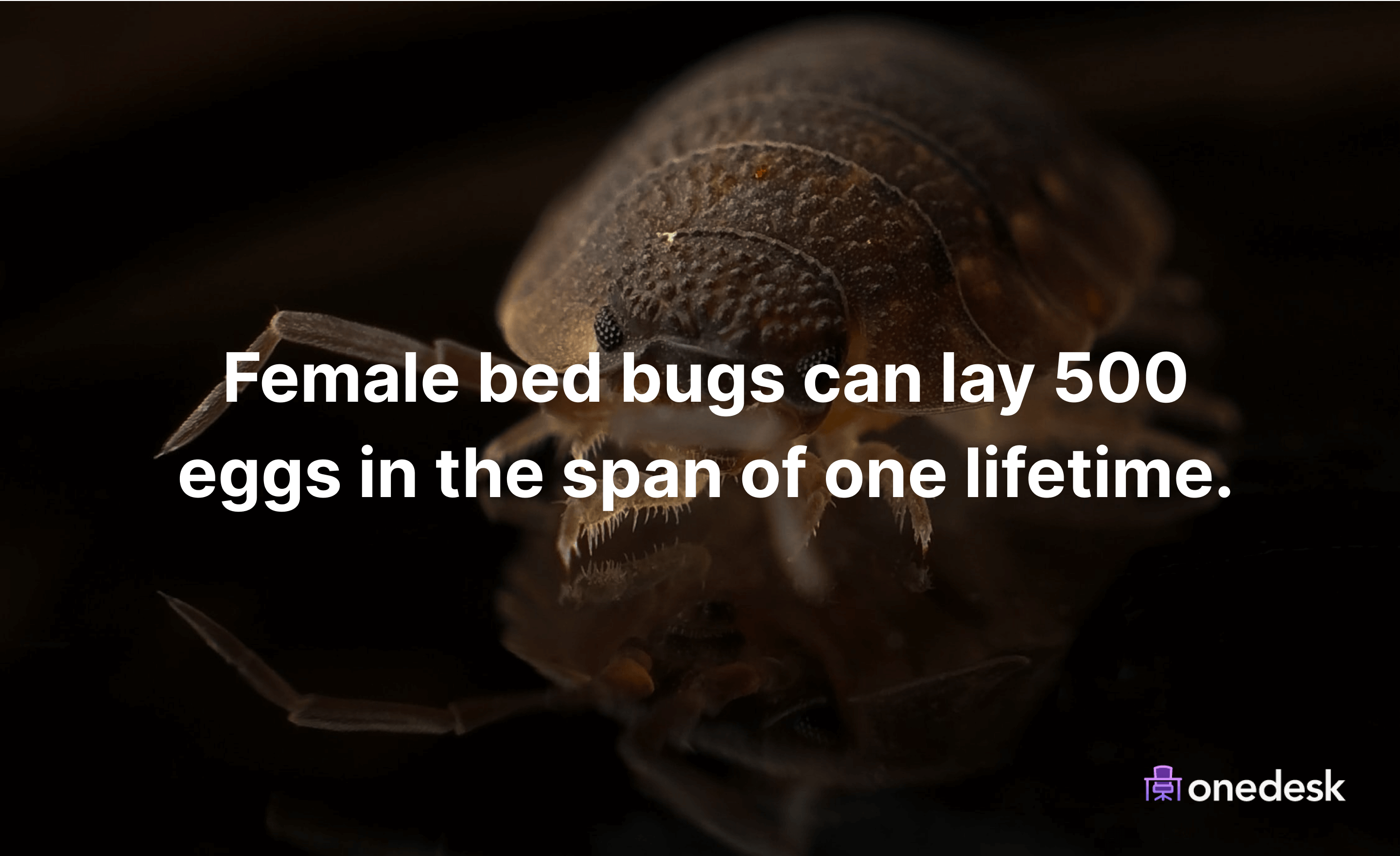 How Common Are Bed Bugs? 51 Bed Bug Statistics