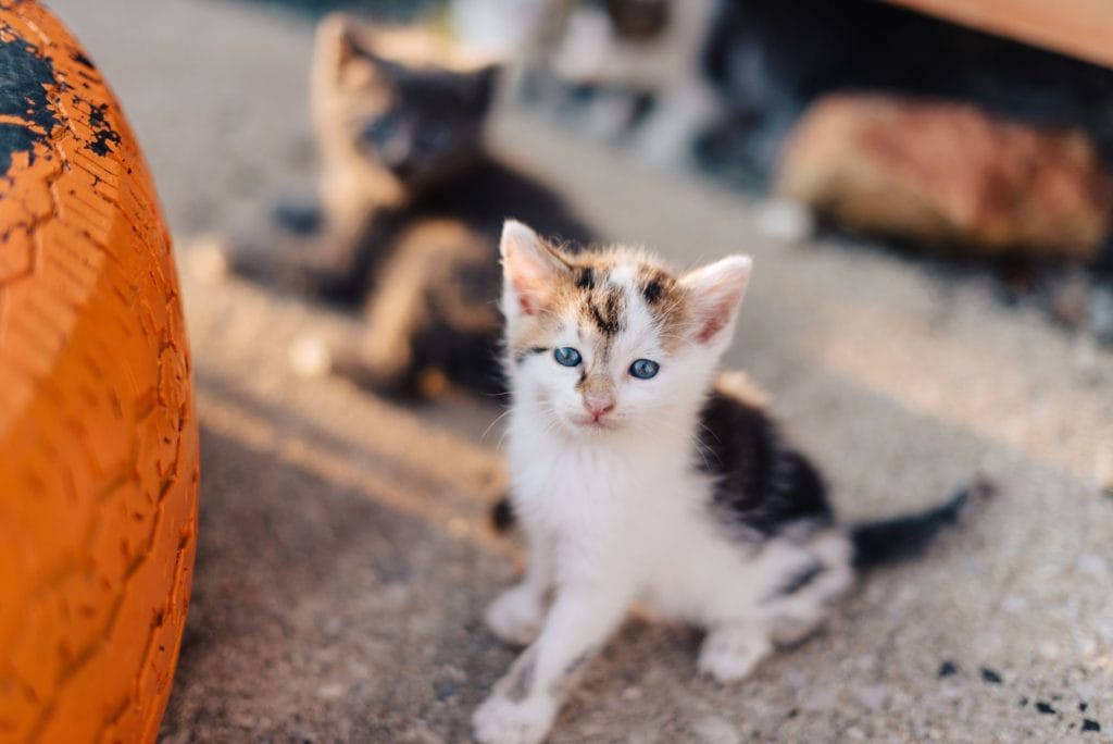 Surveys Kill Kittens