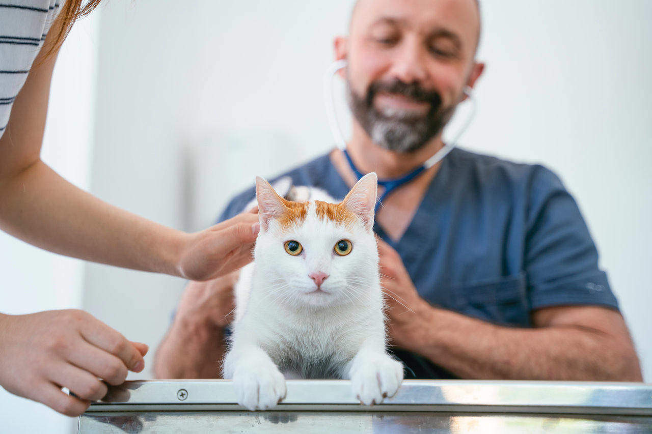 Does pet insurance cover emergency care?
