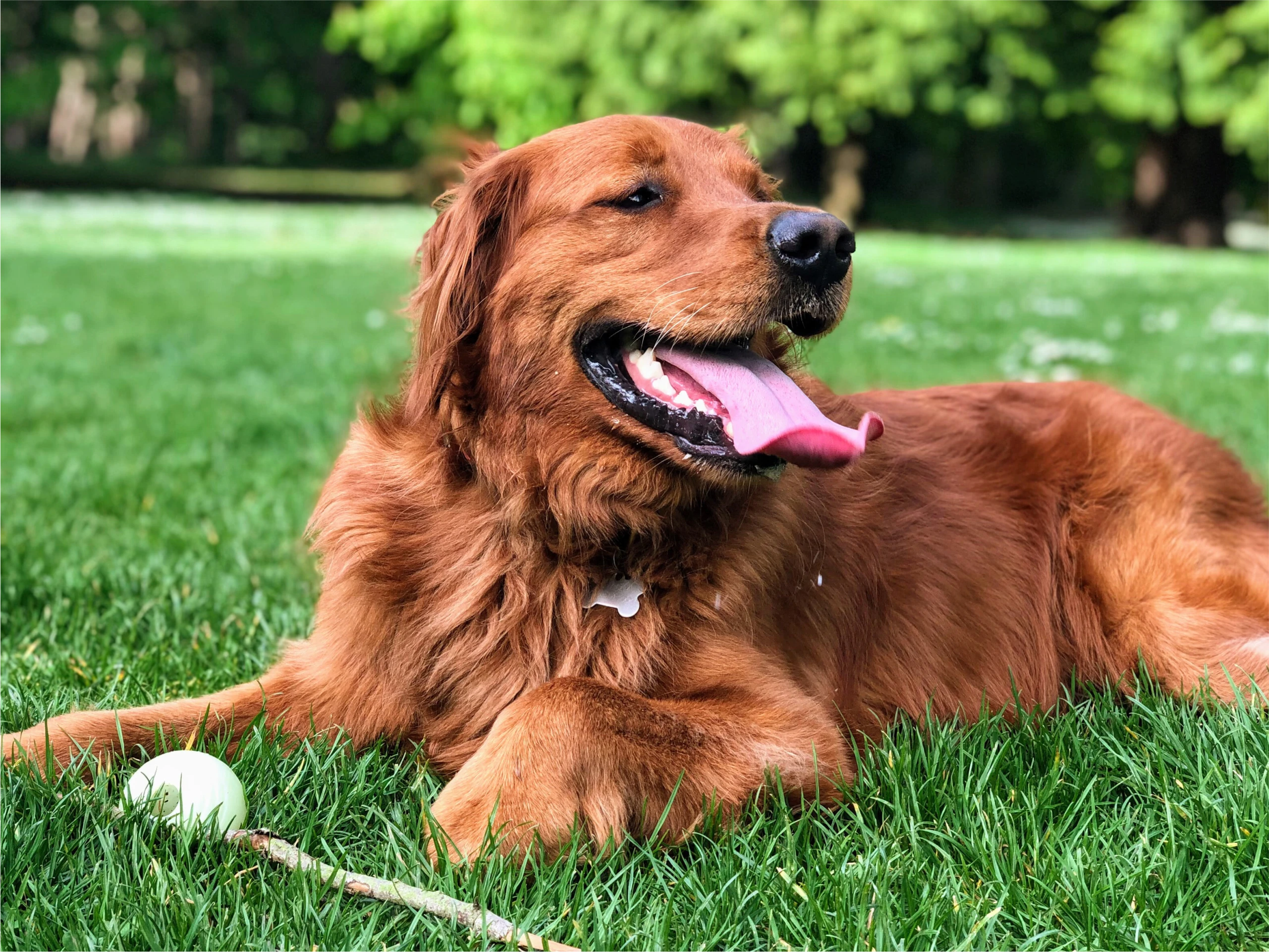 Golden Retrievers Pet Insurance Fetch Pet Insurance