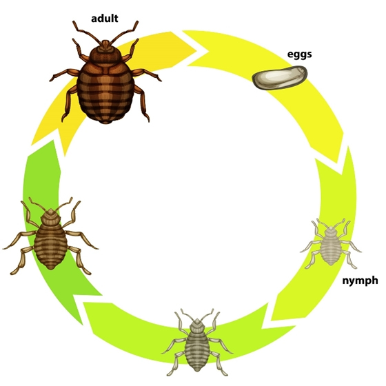 Bed Bugs NZ How to Get Rid of Bed Bugs JAE