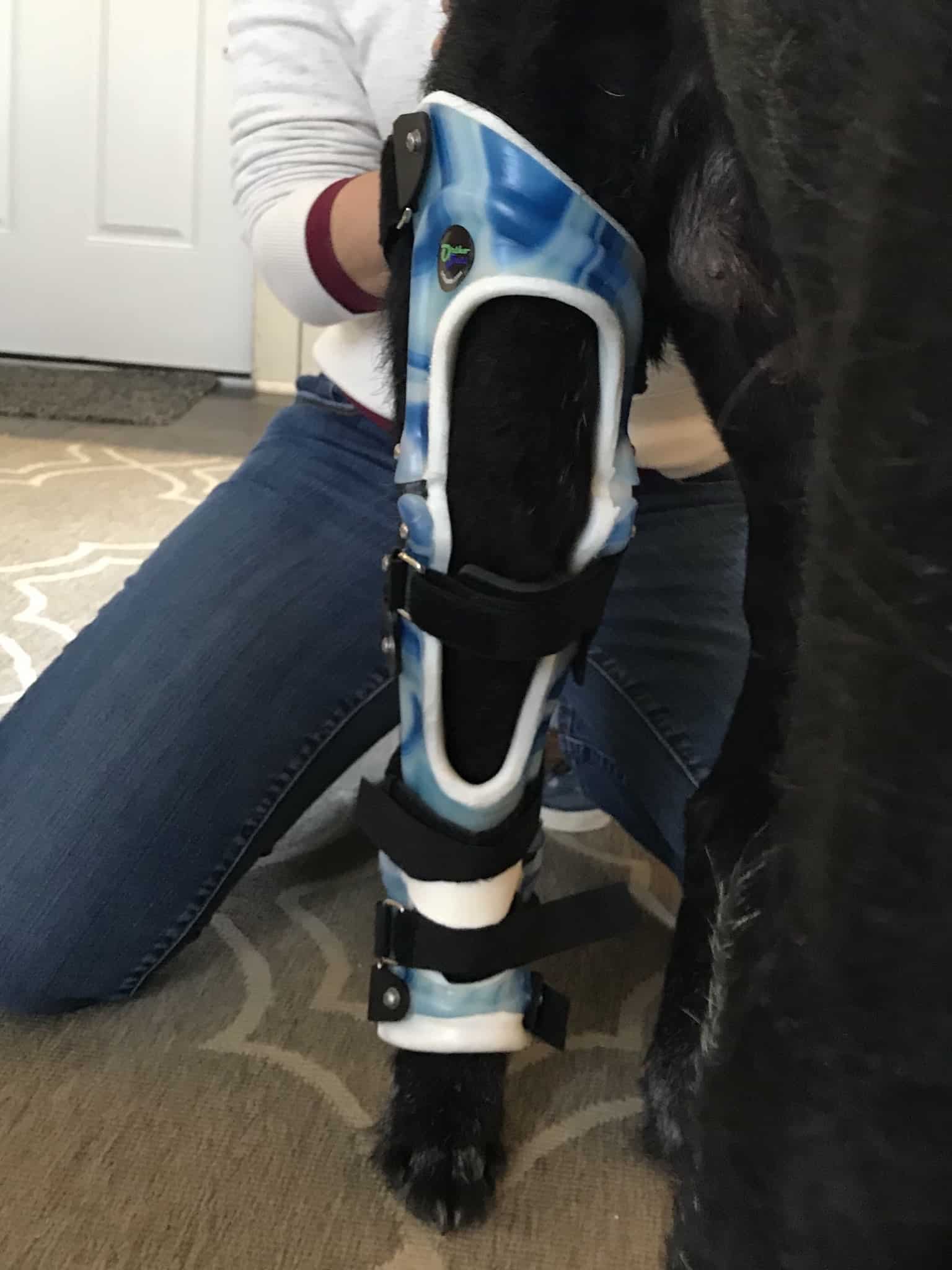 Oliver and His OrthoPets Stifle Brace (Dog Knee Brace)