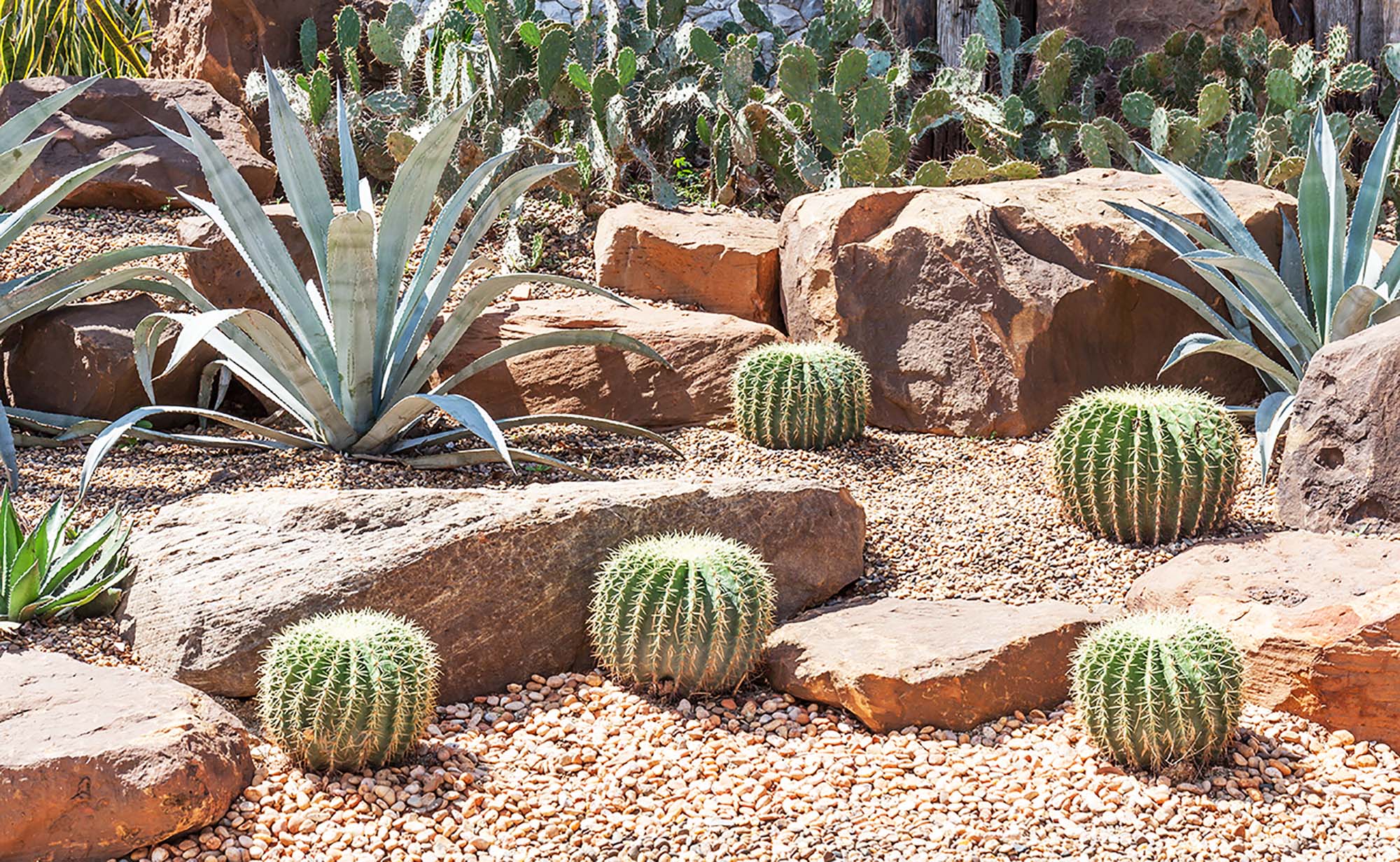 Xeriscaping What is it? Article