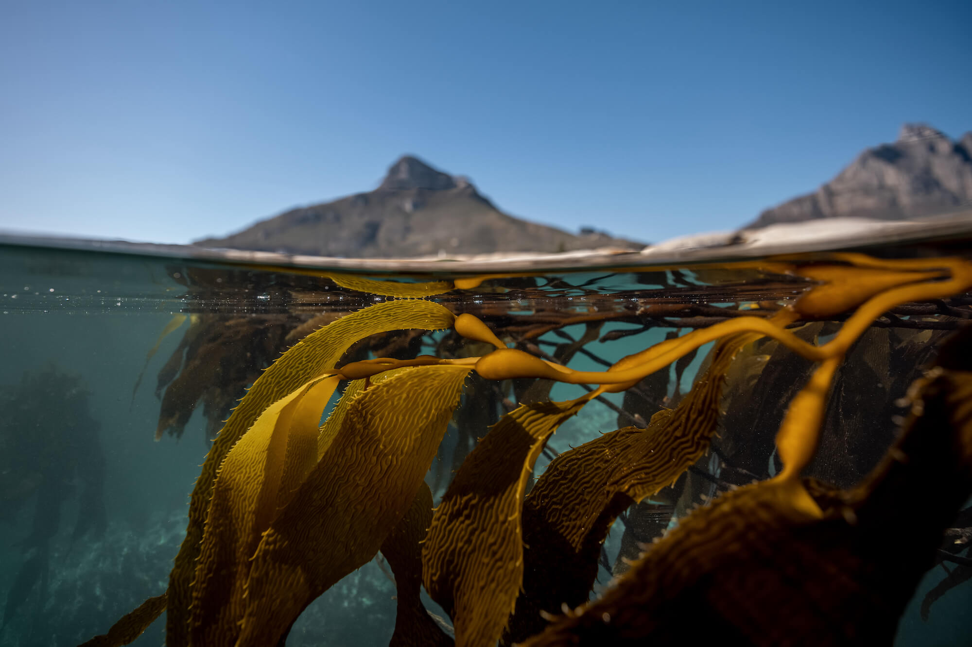 Diving In Kelp Forests And Ocean Conservation With Faine Loubser The