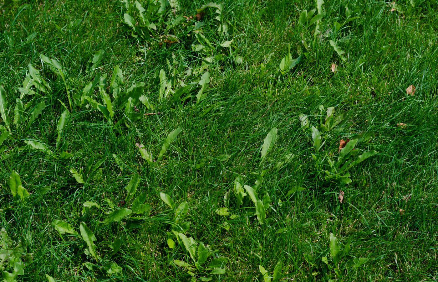 Five Things You Need to Know About PreEmergent Weed Control Canopy