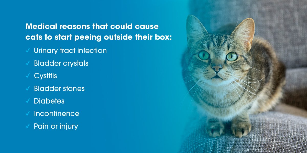 Nova Pets Health Center