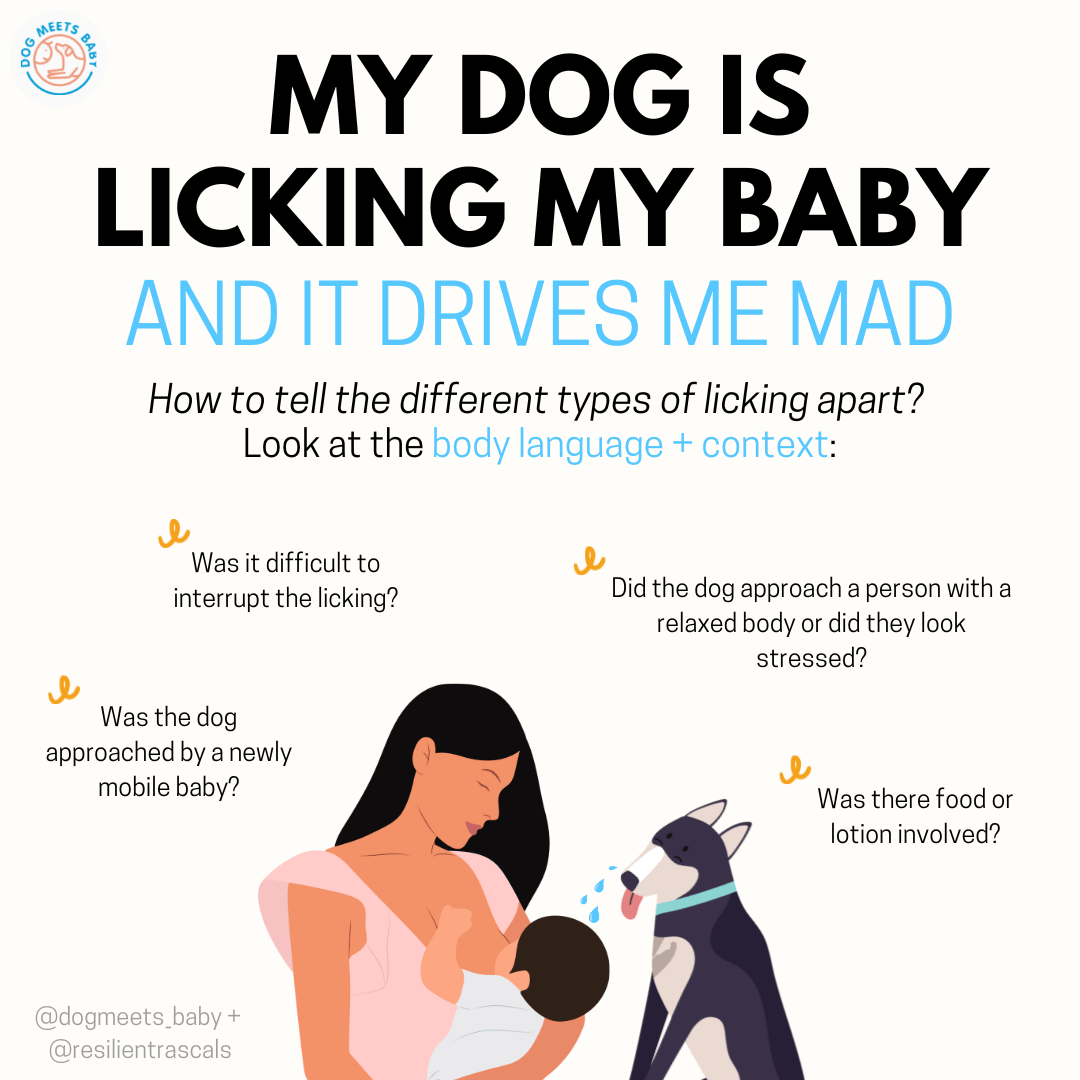 Why Does My Dog Lick My Face So Much Explained Dog Show TV
