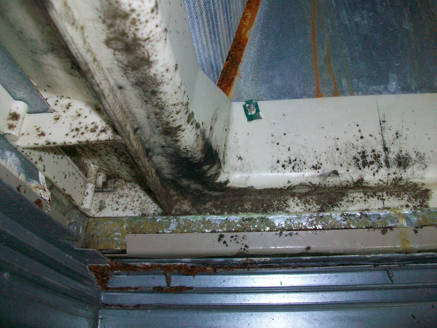 Best Ways Preventing Mold in Your HVAC Unit Sandium