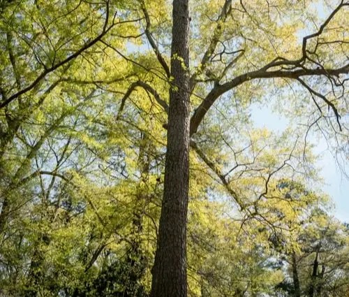 The High Cost of Tree Removal - New Urban Forestry