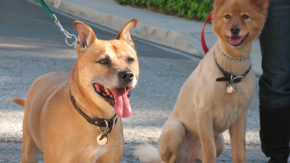 The Dog Whisperer Season Four Gallery Photos The Dog