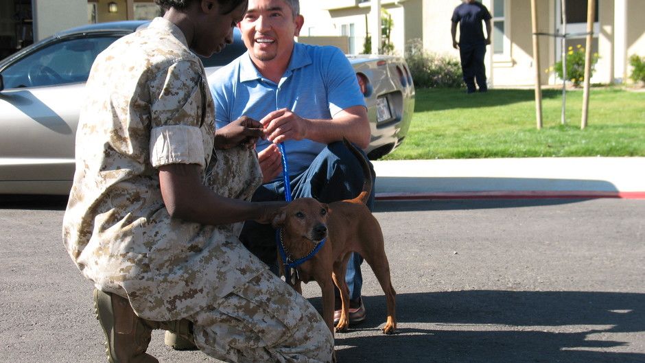 The Dog Whisperer Season Four Gallery Photos The Dog