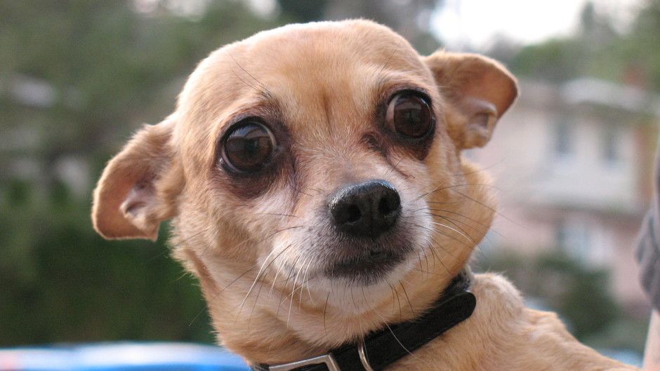 The Dog Whisperer Season Four Gallery Photos The Dog