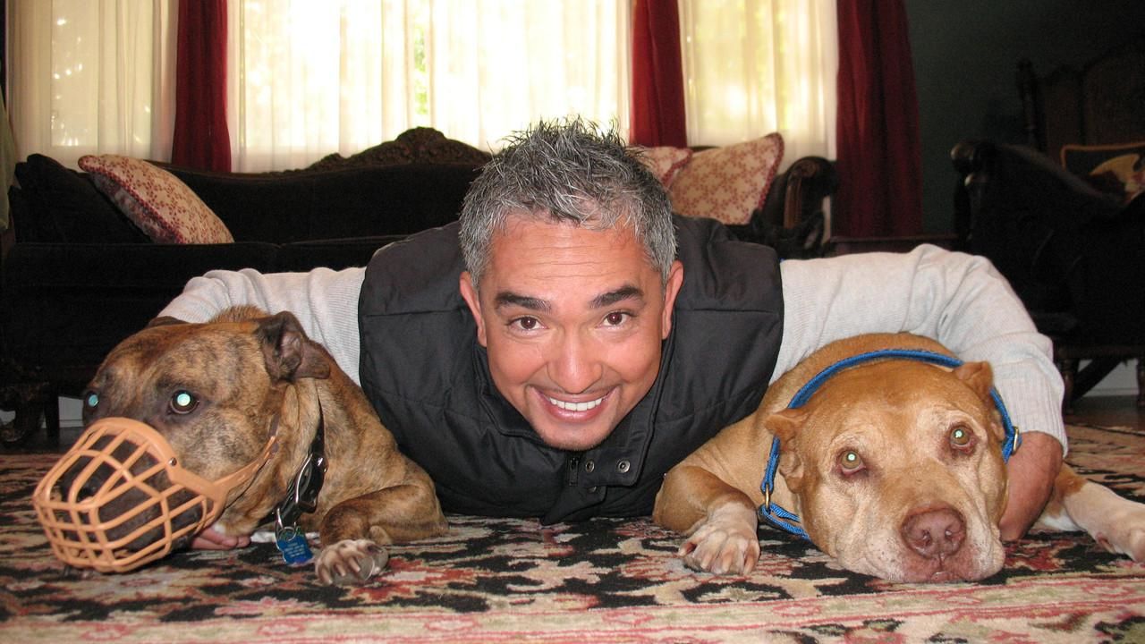 The Dog Whisperer 4 National Geographic Channel Asia