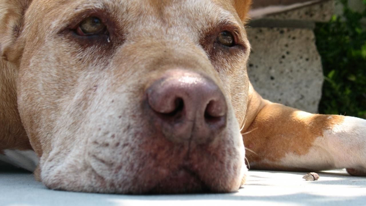 Dog Whisperer 5 National Geographic Channel Asia