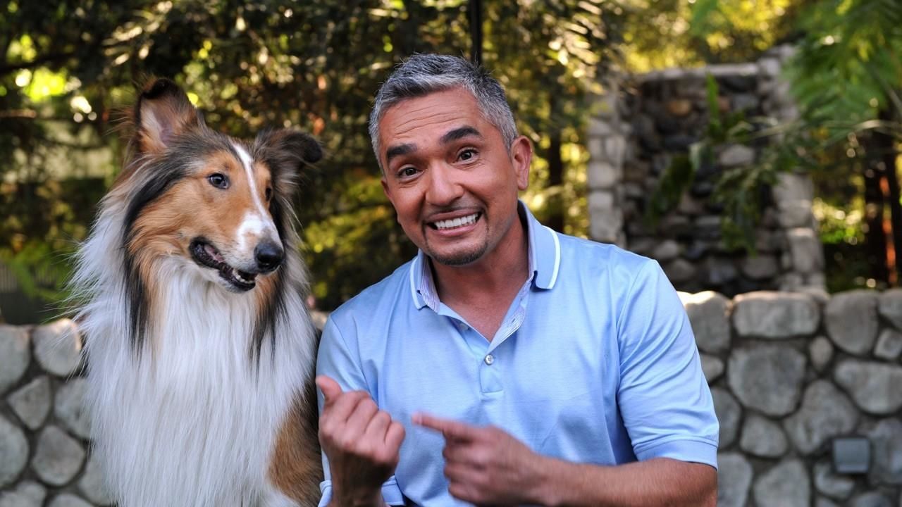 The Dog Whisperer National Geographic Channel Canada