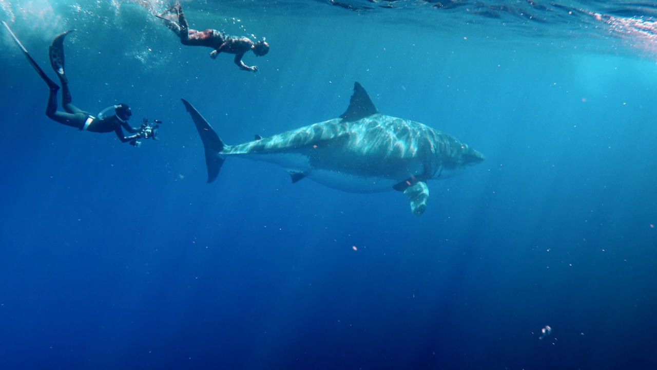 Watch SharkFest National Geographic Channel Abu Dhabi Videos Online