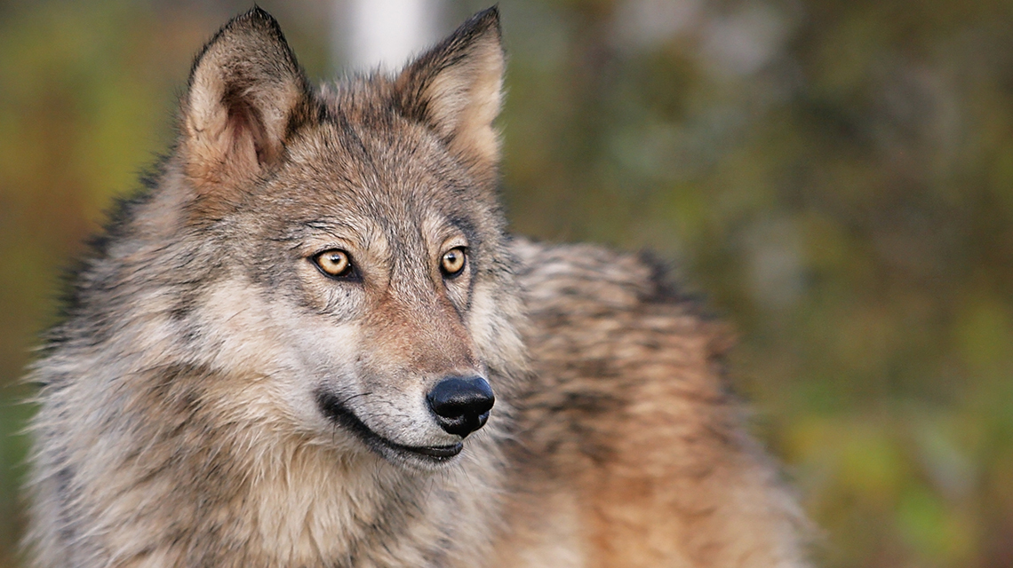 Blog Playing Our Part for Wildlife Minnesota Lottery