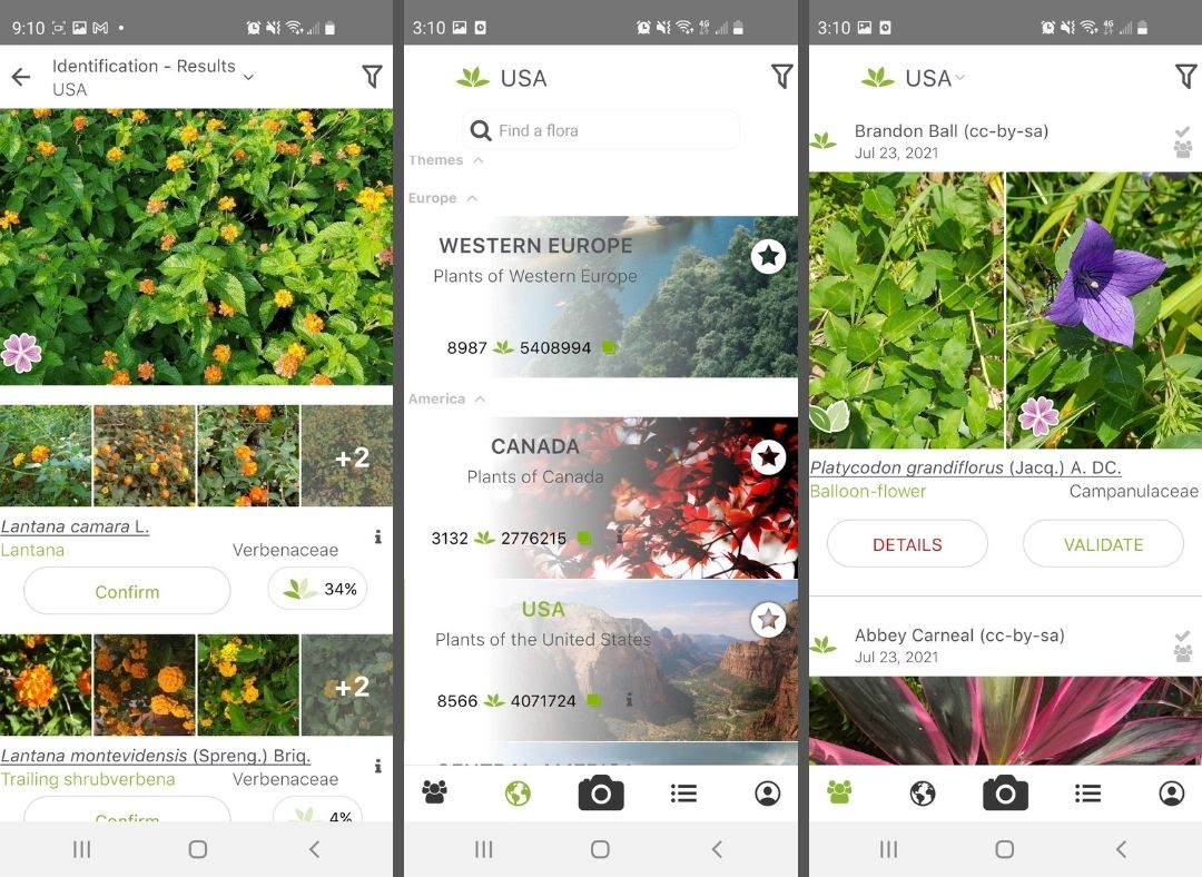 3 of the Best Apps to Help You Identify Plants, Trees, and