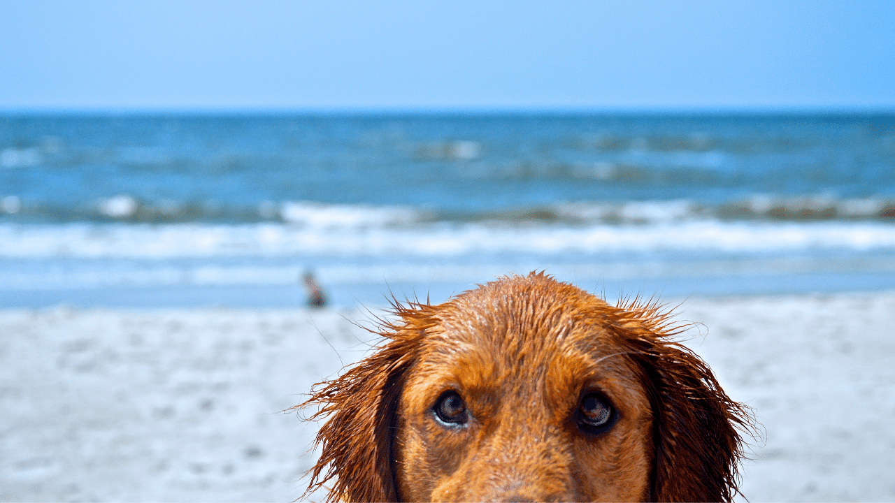 DogFriendly Places in Long Beach, CA