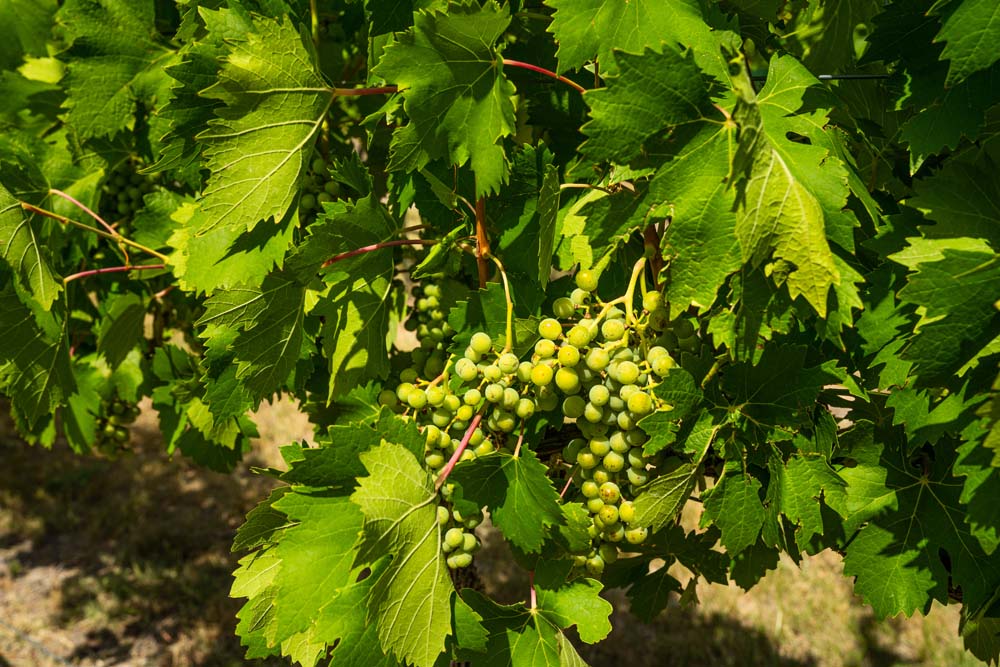 518 CR 1403 153+/ Acre Winery & Vineyard Lampasas Area DMTX