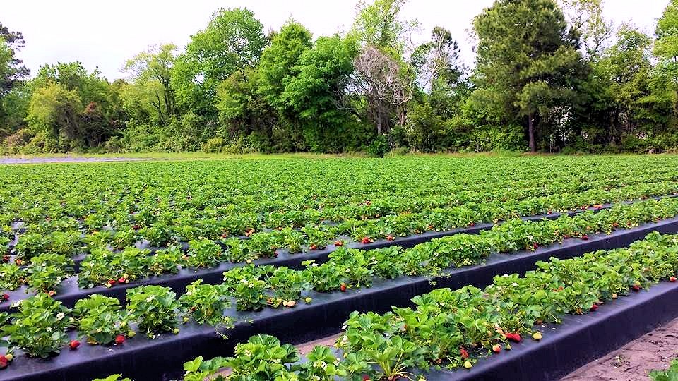 Castle Hayne, NC Homes for Sale, Top Schools, Best Restaurants, etc.