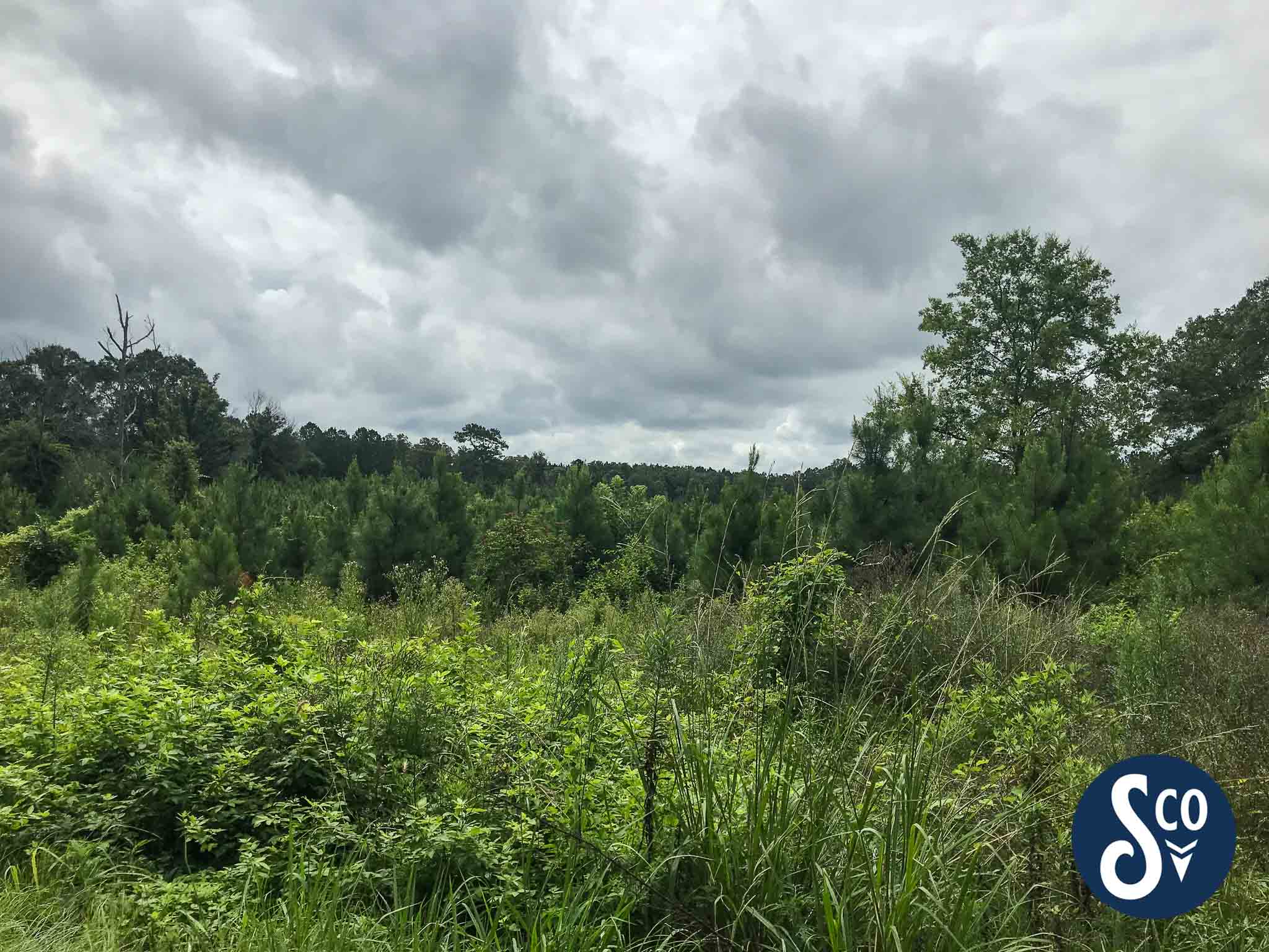 49 +/ acres Jefferson Davis County, MS 39427 South & Company Properties