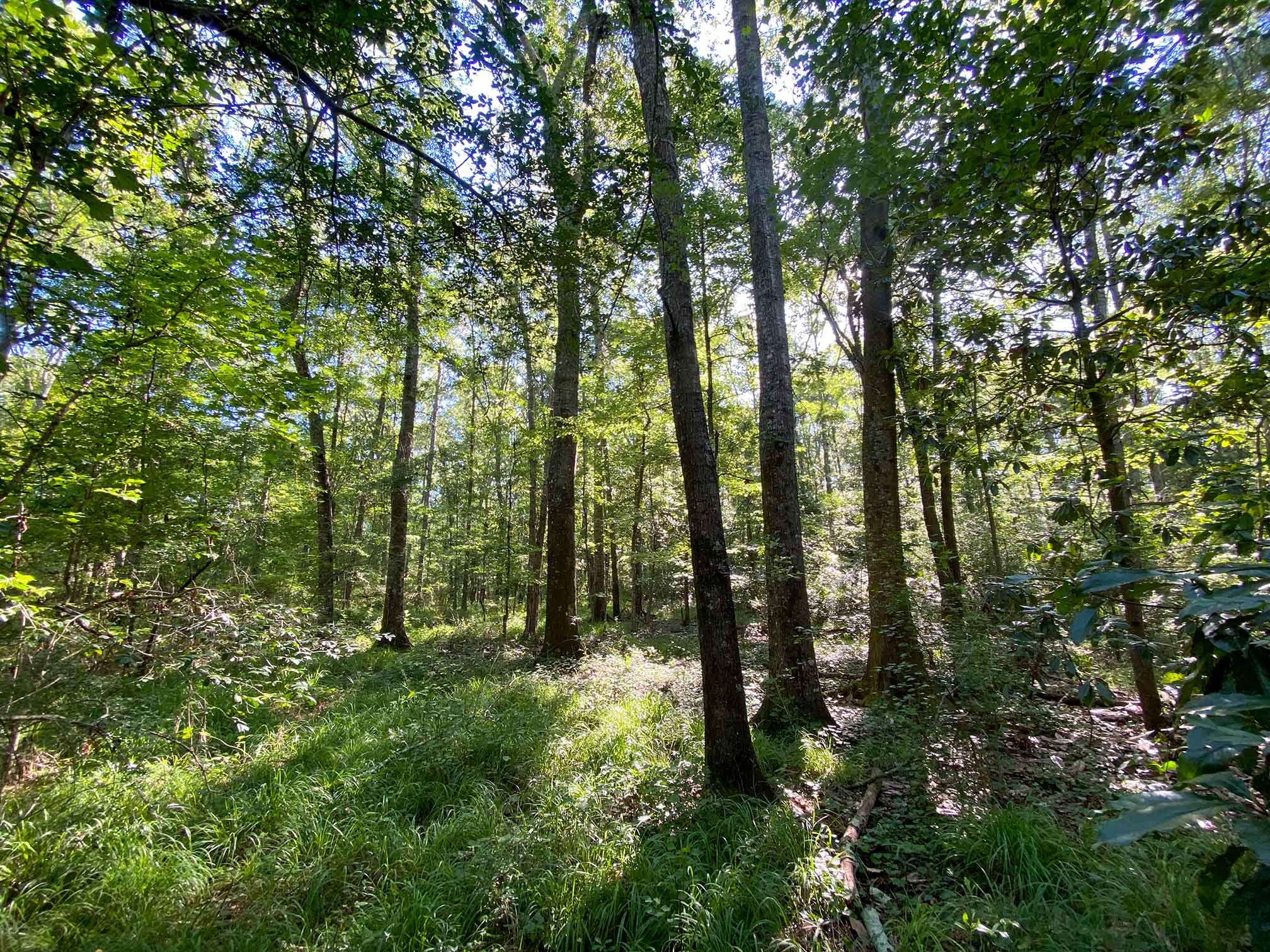 12 +/ acres Smith County, MS 39168 South & Company Properties