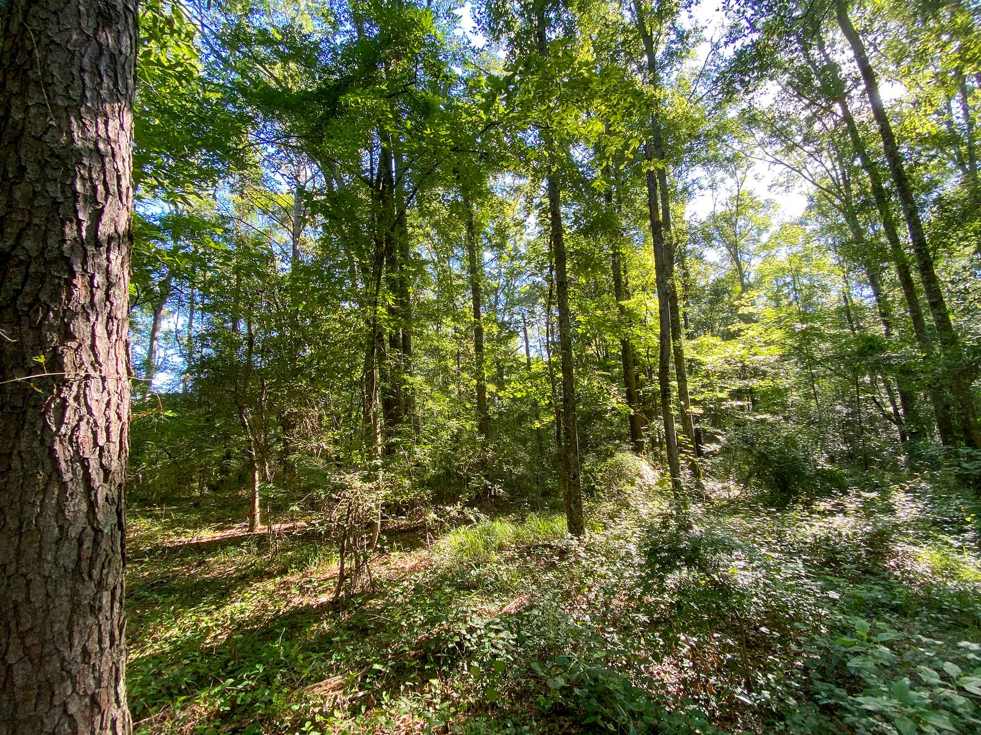 12 +/ acres Smith County, MS 39168 South & Company Properties