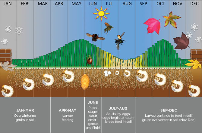 Turf Blog The Andersons Plant Nutrient Group