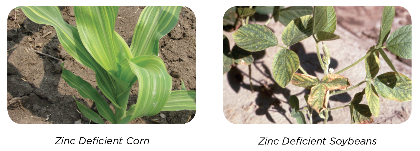 Agriculture News The Andersons Plant Nutrient Group