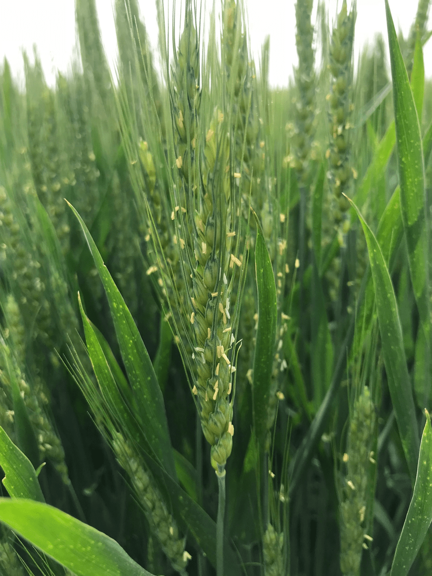 Agriculture News The Andersons Plant Nutrient Group