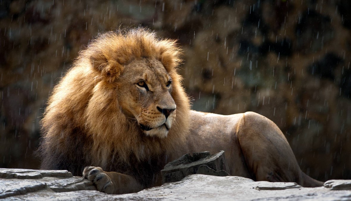 Lion kills woman at refuge of South African ‘lion whisperer’ النهار