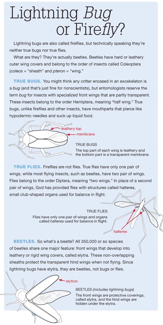 Lightning Bugs The Beetle Beacons Answers in Genesis