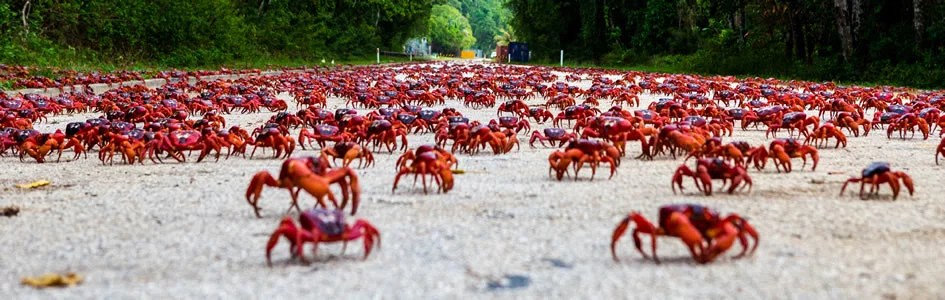 Crab Crossing Answers in Genesis Crab Crossing Answers in Genesis