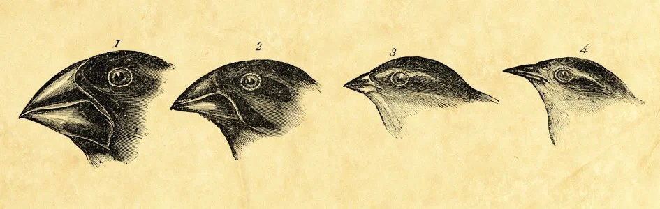 Hasn’t Evolution Been Proven True? Answers in Genesis